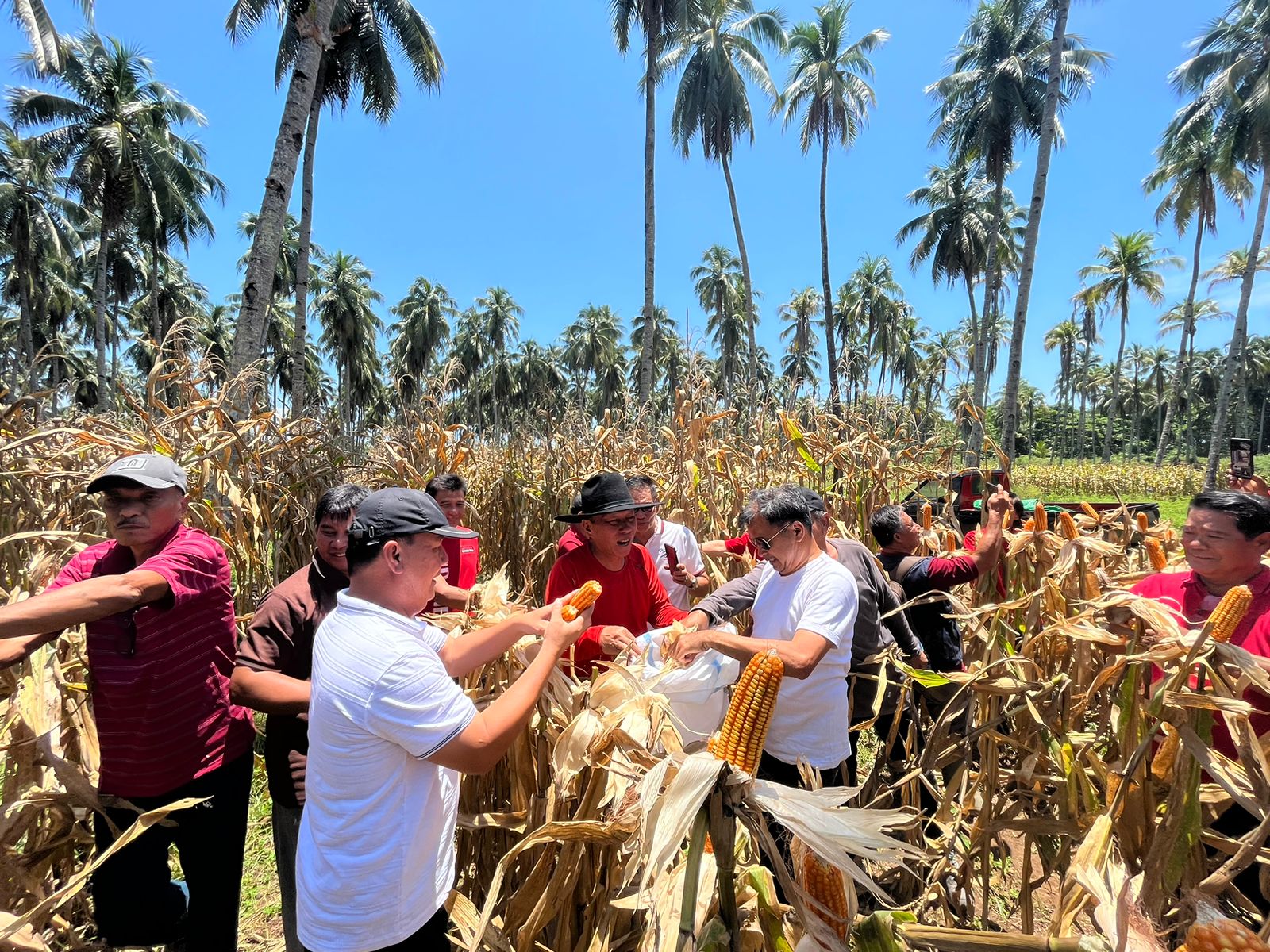 Bupati FDW Panen Jagung Bersama Kelompok Tani ODC Minsel