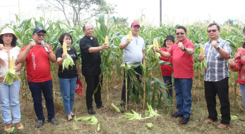 Wagub Kandouw Panen Jagung di Minahasa