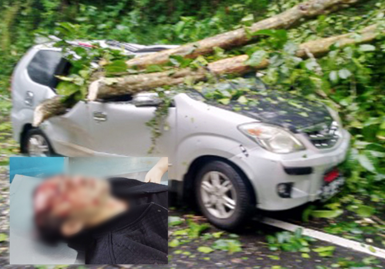 Pohon Tumbang Timpa Mobil Personil Satpol PP
