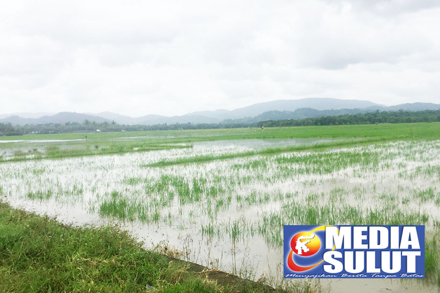 Dihantam Banjir, Puluhan Hektar Sawah di Bolmut Terancam